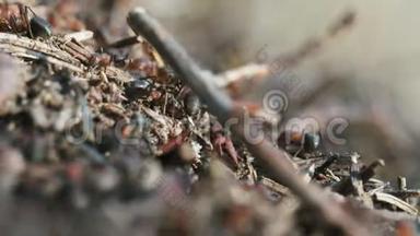 在蚁穴中朝不同方向的方向运动的红蚂蚁。 许多昆虫